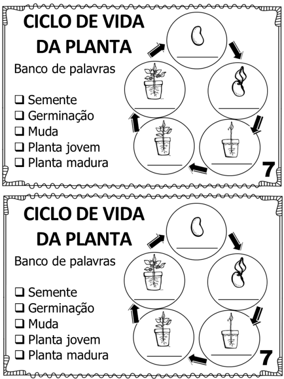 Mini livrinho Ciclo de Vida de uma planta - Imagem 3
